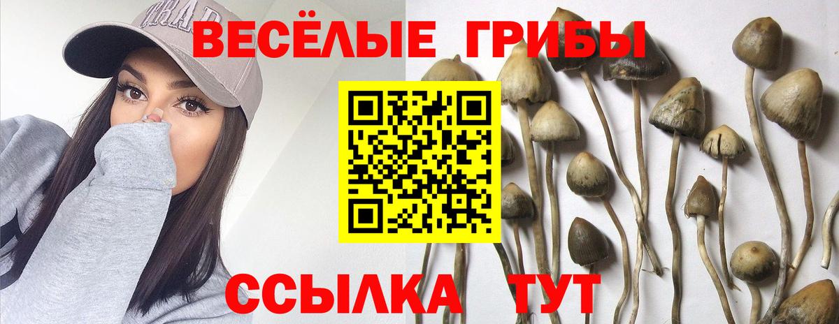 Галлюциногенные грибы мухоморы  Псилоцибиновые грибы MAGIC MUSHROOMS  купить наркотики сайты  Зерноград 